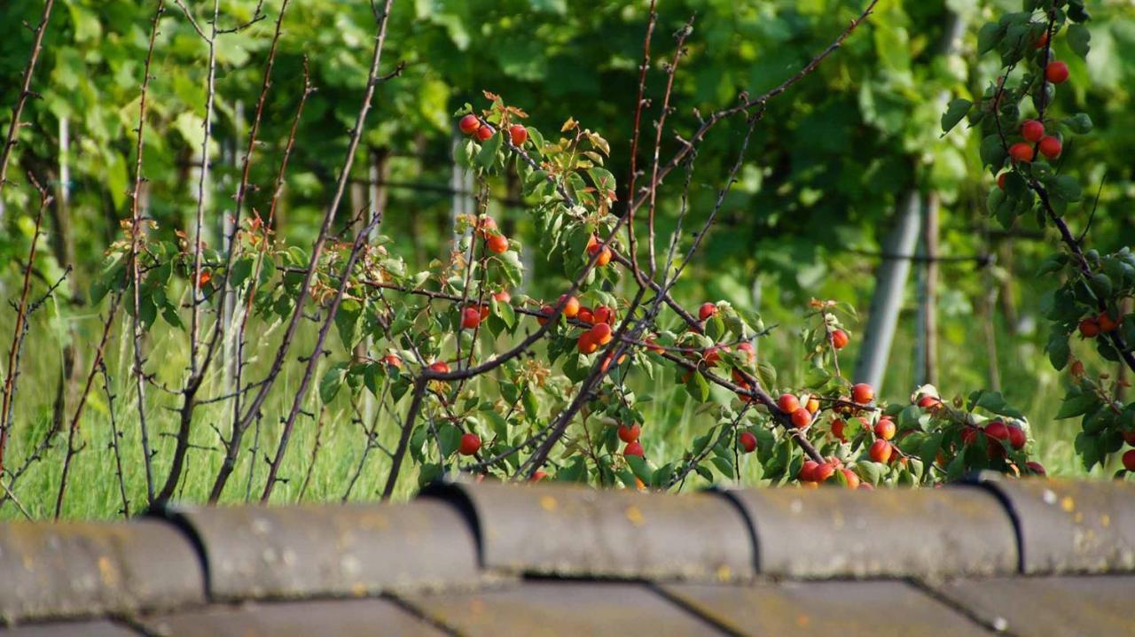 Weingut & Gaestezimmer Pammer Mitterarnsdorf Экстерьер фото